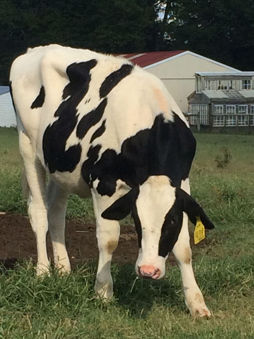 In this file photo taken Aug. 31, 2015, a cow grazes at Hickory Hill Milk in Edgefield, S.C. (Susan Ardis/The State via AP)