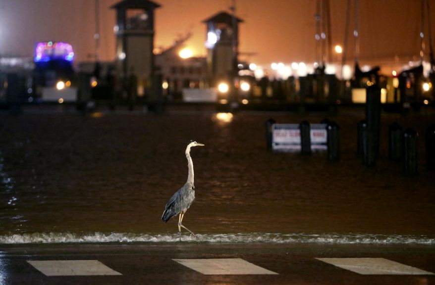 A heron walks along the water's edge at the small craft harbor at Jones Park, in Gulfport, Miss., Wednesday morning, June 21, 2017. Rising water from Tropical Storm Cindy covered the piers at the boat ramp as rain from feeder bands from Tropical Storm Cindy moved through the coast. (Tim Isbell/The Sun Herald, via AP)
