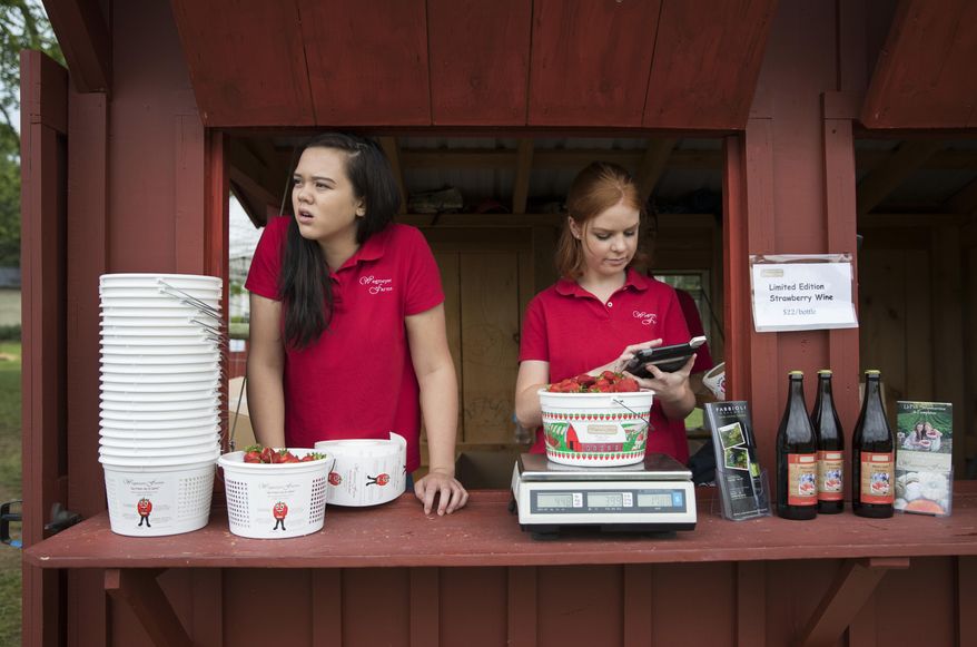 In this Tuesday, May 23, 2017, photo, Hannah Waring, left, a student at Loudoun Valley High School, and Abby McDonough, a student at Liberty University, work in the strawberry stand at Wegmeyer Farms in Hamilton, Va. Waring and McDonough are working at Wegmeyer Farms for the summer. Summer jobs are vanishing as U.S. teens spend more time in school and face competition from older workers. (AP Photo/Carolyn Kaster)