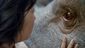 film_okja_28170.jpg