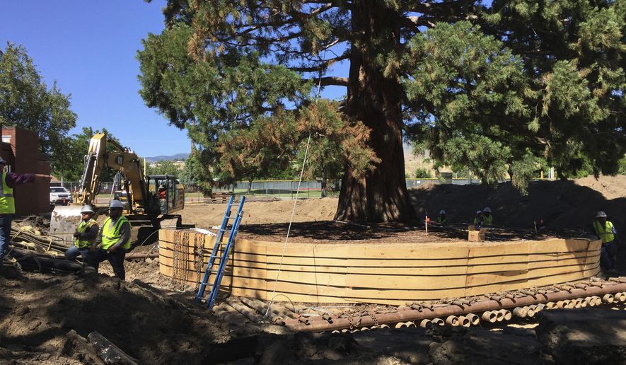 Workers build a burlap, plywood and steel-pipe structure to contain the rootball so they can move the roughly 100-foot sequoia tree in Boise, Idaho, Thursday, June 22, 2017. The sequoia tree sent more than a century ago by naturalist John Muir to Idaho and planted in a Boise medical doctor&#x27;s yard has become an obstacle to progress. So the 98-foot (30-meter) sequoia planted in 1912 and that&#x27;s in the way of a Boise hospital&#x27;s expansion is being uprooted and moved about a block to city property this weekend. (AP Photo/Rebecca Boone)