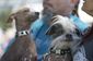 world's_ugliest_dog_17348.jpg