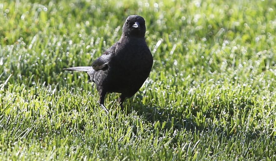 This May 24, 2015, photo shows a black bird in the Old Mill area of Bend, Ore. Joggers on the river’s trails and bridges are being dive-bombed by angry black birds, who wildlife officials say aggressively protect their nests each spring. The swooping birds flap around and have hit people on the head. No injuries have been reported from the attacks, but the encounters are startling. (Andy Tullis/The Bulletin via AP)