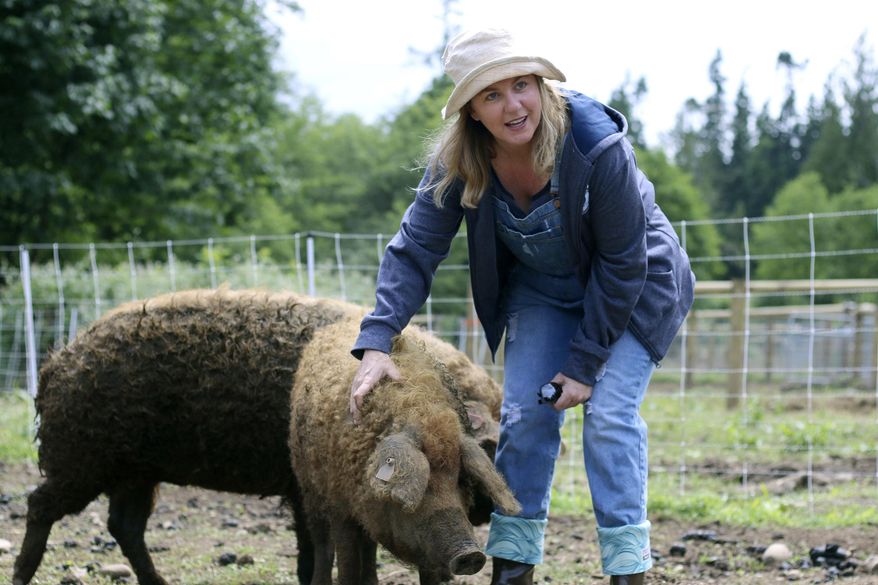 In this Tuesday, June 13, 2017 photo, Tania Issa stands with one of her mangalitsa pigs at her farm in Kingston, Wash. Issa is one of the few Washington farmers raising pure mangalitsas, a heritage breed developed in Hungary, where the pigs are considered a national treasure. (Michaela Roman/Kitsap Sun via AP)