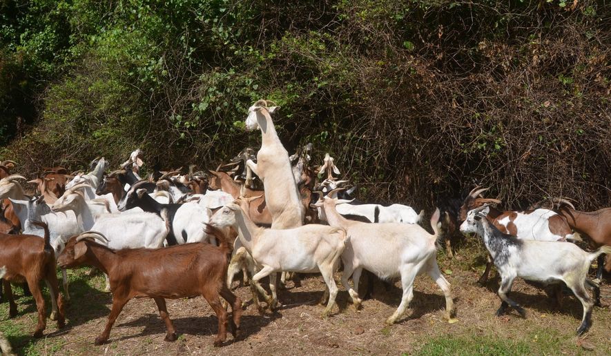 In this June 2017 photo, a herd of goats, owned by Goat Guys organic brush removal service, are used to clear out dense brush from the home of Bob Davidson in Murfreesboro, Tenn. (Nancy DeGennaro/The Daily News Journal via AP)