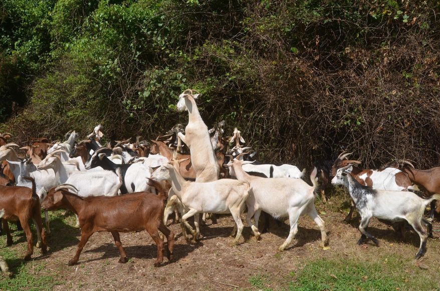 In this June 2017 photo, a herd of goats, owned by Goat Guys organic brush removal service, are used to clear out dense brush from the home of Bob Davidson in Murfreesboro, Tenn. (Nancy DeGennaro/The Daily News Journal via AP)