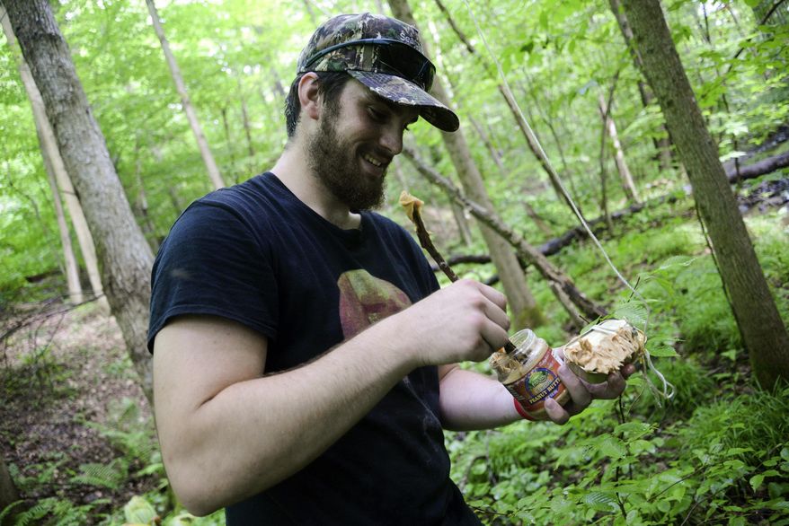 In a June 22, 2017 photo, Francisco Correia, member of the Searching for Bigfoot team, spreads peanut butter on sardines as bait near a tree-mounted camera in his search for Bigfoot in Crawford County, Pa. (Shannon Roae/Meadville Tribune via AP)