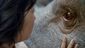 film_review_okja_41960.jpg