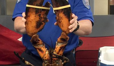 This Sunday, June 26, 2017, photo provided by Transportation Security Administration (TSA) shows a TSA agent holding a live lobster that weighs roughly 20 pounds at Boston&#39;s Logan International Airport. TSA spokesman Michael McCarthy said Monday, June 26, that the lobster found Sunday in the passenger&#39;s checked luggage at the airport&#39;s Terminal C is the &amp;quot;largest&amp;quot; he&#39;d ever seen. (Transportation Security Administration via AP)