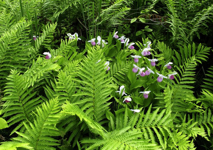 In this Thursday, June 22, 2017 photo, rare wild orchids bloom in the Eshqua Bog in Hartland, Vt. The pink and white showy lady's slippers draw visitors from around the region to watch them bloom. (AP Photo/Lisa Rathke)