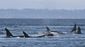 orcas_pregnancy_problems_32727.jpg