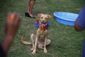 exchange-inmates-training_dogs_75068.jpg