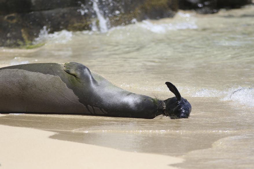 This Thursday, June 29, 2017 photo shows a Hawaiian monk seal and her newborn pup on a Waikiki beach in Honolulu. The pup, born late Wednesday or early Thursday, is the first seal to be born in the densely populated tourist district since the National Oceanic and Atmospheric Administration began keeping track in the 1970s. (AP Photo/Audrey McAvoy)