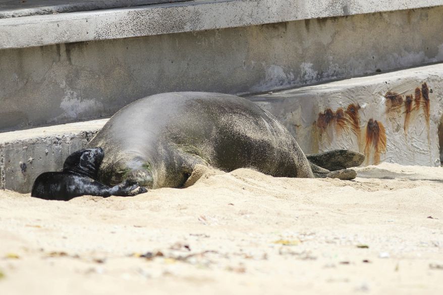 This Thursday, June 29, 2017 photo shows a Hawaiian monk seal and her newborn pup on a Waikiki beach in Honolulu. The pup, born late Wednesday or early Thursday, is the first seal to be born in the densely populated tourist district since the National Oceanic and Atmospheric Administration began keeping track in the 1970s. (AP Photo/Audrey McAvoy)