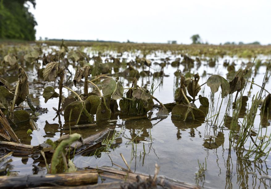 This June 28, 2017 photo shows Ben Bryant's bean fields shot near Shepherd, Mich. Gov. Rick Snyder said federal officials will conduct a damage assessment with local entities to look at damages and response costs after recent flooding in the state. (Dale G Young/Detroit News via AP)