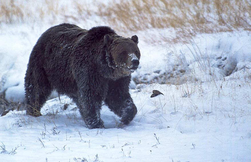 FILE - This October 2005, file photo provided by Ray Paunovich shows a well-known Yellowstone National Park grizzly bear known as "Scarface." The investigation into the death of the famed Yellowstone National Park grizzly bear killed by an elk hunter in late 2015 determined that the bear was shot three times at close range. No charges were filed against the unidentified hunter. (Ray Paunovich via AP, File)