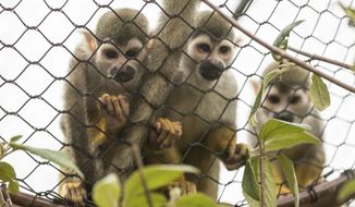 In this Thursday, June 29, 2017 photo, squirrel monkeys watch visitors at the new Zoo Academy and Children&#39;s Adventure Trails at the Henry Doorly Zoo in Omaha, Neb. (Matt Miller/Omaha World-Herald via AP)