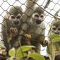 In this Thursday, June 29, 2017 photo, squirrel monkeys watch visitors at the new Zoo Academy and Children&#39;s Adventure Trails at the Henry Doorly Zoo in Omaha, Neb. (Matt Miller/Omaha World-Herald via AP)