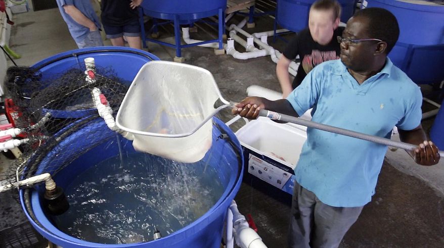 Lakeland University MBA student Patrick Tembwe scoops a fish out of a tank at Lake Orchard Aquaponics Thursday, June 29, 2017 in the Town of Mosel near Haven, Wis. (Gary C. Klein /The Post-Crescent via AP)