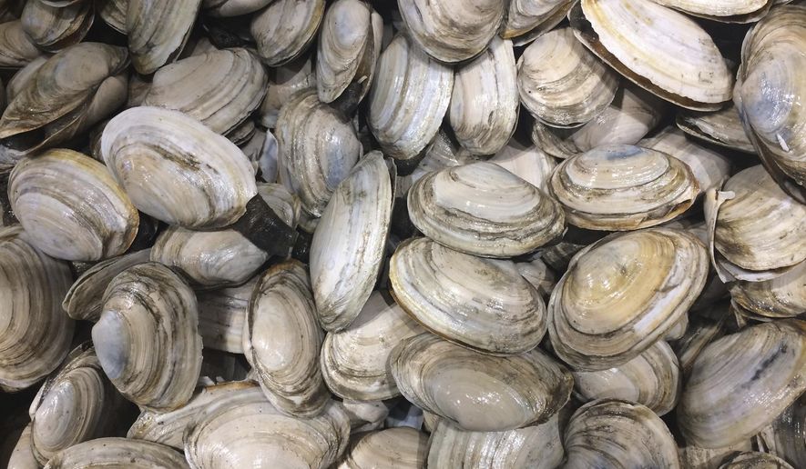 In this June 28, 2017 photo, local softshell clams are on display at a Portland, Maine, fish market. Maine clams were once one of the state's most lucrative resources, but they are sliding in catch. Fishery managers said toxins in the environment and invasive predators could be to blame. (AP Photo/Patrick Whittle)