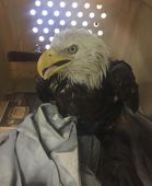 injured_bald_eagle_13117.jpg