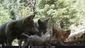 gray_wolves_california_00368.jpg
