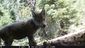 gray_wolves_california_29665.jpg