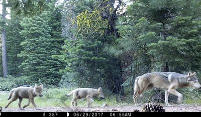 This June 29, 2017, remote camera image released by the U.S. Forest Service shows a female gray wolf and two of the three pups born this year in the wilds of Lassen National Forest in Northern California. California wildlife officials said Wednesday, July 5, the female gray wolf and her mate have produced at least three pups this year in the wilds of Lassen County. (U.S. Forest Service via AP)
