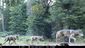 gray_wolves_california_76212.jpg