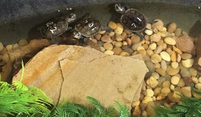 This September 2016 photo provided by the Louisiana Department of Wildlife and Fisheries, shows diamondback terrapins about a month after they hatched, at the Mandeville, La., home of Rachael and Stephen Creech. The turtles are being returned Thursday, July 6, 2017, to the barrier island where their mother laid the eggs. (Keri Landry/Louisiana Department of Wildlife and Fisheries via AP)