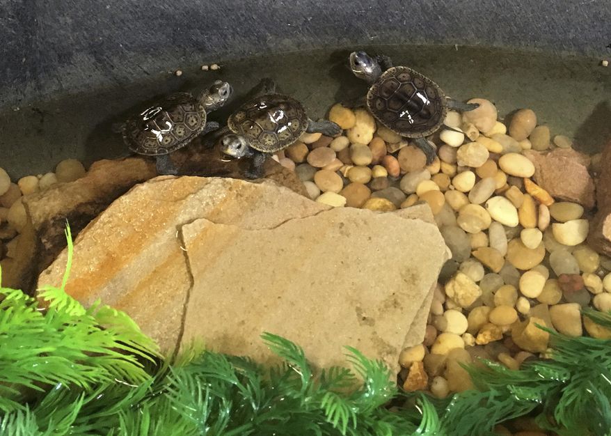 This September 2016 photo provided by the Louisiana Department of Wildlife and Fisheries, shows diamondback terrapins about a month after they hatched, at the Mandeville, La., home of Rachael and Stephen Creech. The turtles are being returned Thursday, July 6, 2017, to the barrier island where their mother laid the eggs. (Keri Landry/Louisiana Department of Wildlife and Fisheries via AP)