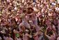 spain_san_fermin_30814.jpg