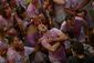 spain_san_fermin_37493.jpg