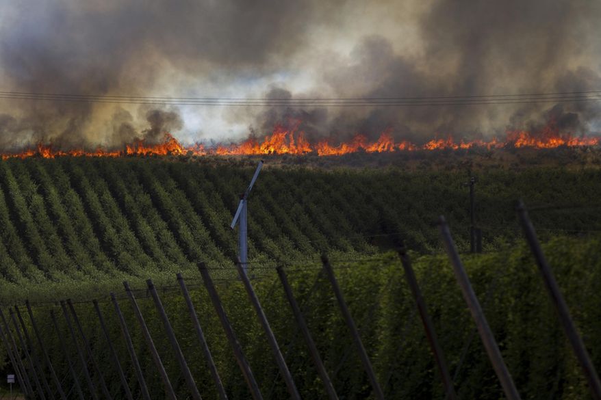 Fire creeps towards orchards on Rattlesnake Ridge in Moxee, Wash., on Thursday, July 6, 2017. The fire burned more than 5,500 acres of mostly grass and brush in less than 24 hours, and threatened about 30 homes. (Jake Parrish/Yakima Herald-Republic via AP)