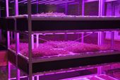 exchange_kale_farming_robots_27273.jpg