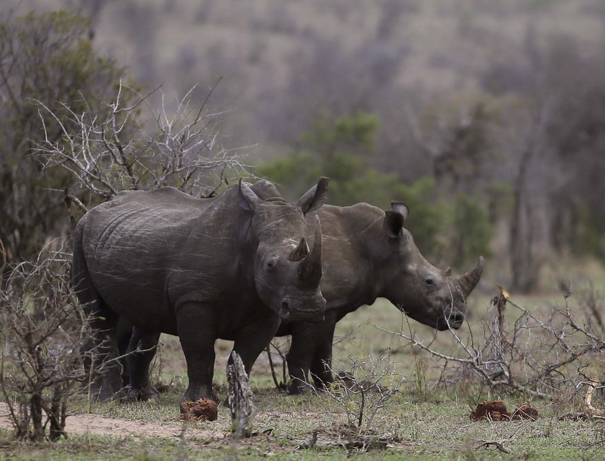 FILE - In this Oct. 1, 2016, file photo, rhinos graze in the bush on the edge of Kruger National Park in South Africa. A spokesman for South African National Parks told the AP on July 3, 2017, that a story claiming four rhinos killed five poachers at the park was a hoax. (AP Photo/Denis Farrell, File)