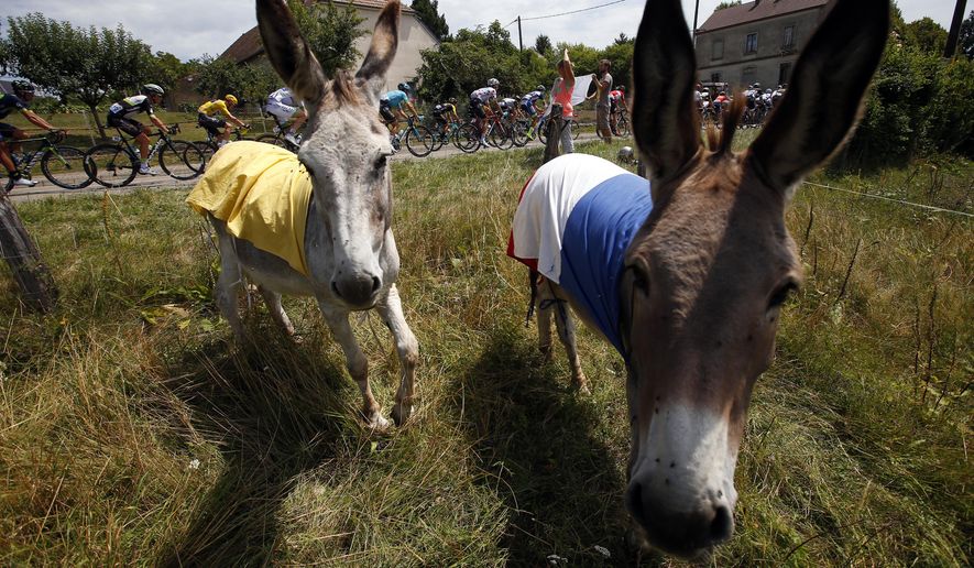 The pack rides past donkeys dressed with Yellow jersey and French flag during the eighth stage of the Tour de France cycling race over 187.5 kilometers (116.5 miles) with start in Dole and finish in Station des Rousses, France, Saturday, July 8, 2017. (AP Photo/Peter Dejong)