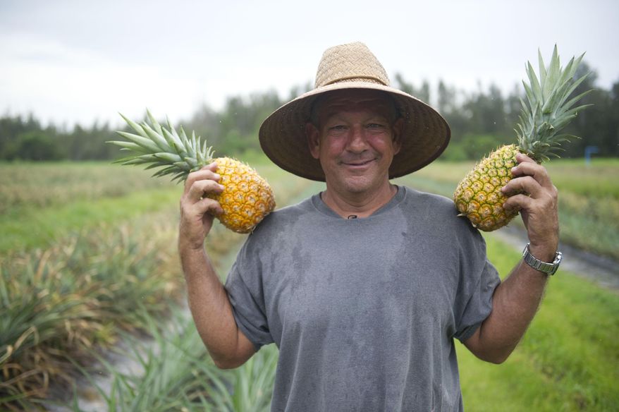 In this recent photo, Mark Dellerman, of Vero Beach, grows thousands of pineapples as the production manager at Nature Farms, poses in in Wabasso, Fla. Dellerman's family has been farming fruit for generations and he does most of the work himself over the production season, though he often enlists another worker to help him harvest. (Leah Voss/The Stuart News via AP)