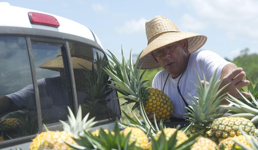 In this June 23, 2017 photo, Mark Dellerman, of Vero Beach, the production manager at Nature Farms, stacks pineapples in in Wabasso, Fla. Dellerman's family has been farming fruit for generations and he does most of the work himself over the production season, though he often enlists another worker to help him harvest. (Leah Voss/The Stuart News via AP)