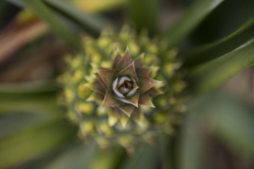 In this recent photo, a pineapple grows on Nature Farms in Wabasso, Fla. Mark Dellerman's family has been farming fruit for generations and he does most of the work himself over the production season, though he often enlists another worker to help him harvest. (Leah Voss/The Stuart News via AP)