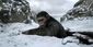 film_review_-_war_for_the_planet_of_the_apes_68979.jpg