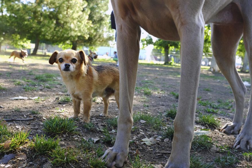FILE - This Saturday, April 26, 2014 file photo shows 4 year old Chihuahua named Tampa, negotiates his way around the bigger dogs at the Sepulveda Basin Dog Park in the Encino section of Los Angeles. More dogs will have their day after Los Angeles County raised the dog limit per household from three to four. County supervisors on Tuesday, July 11, 2017, unanimously approved the rule change. (AP Photo/Richard Vogel, File)