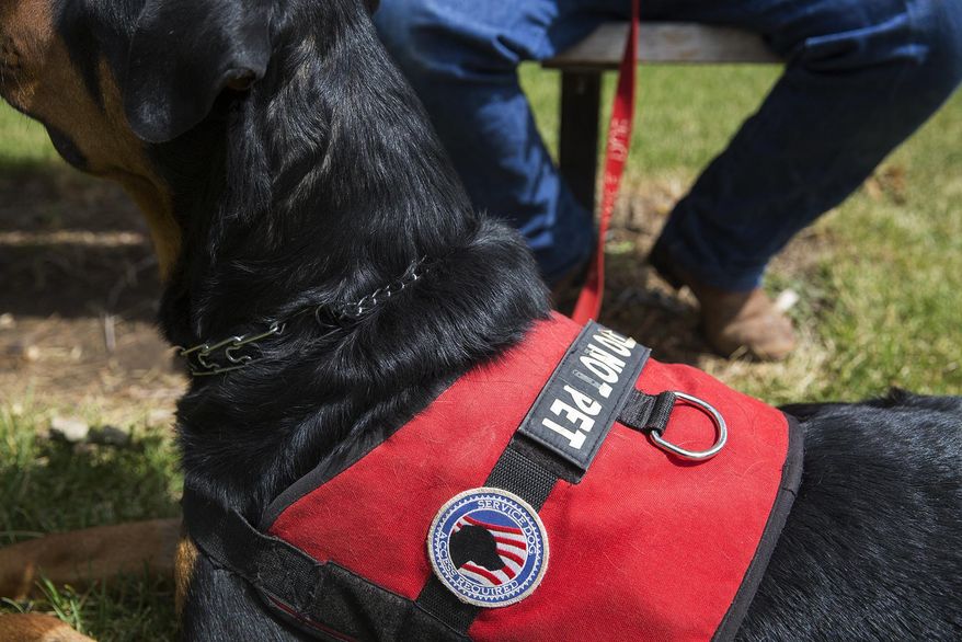 In this June 30, 2017 photo, Apollo, a PTSD service dog, wears a &amp;quot;Do Not Pet&amp;quot; vest that was custom made for his size during a trip to the park in Gillette, Wyo. (Kelly Wenzel/Gillette News Record via AP)