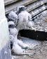 baby_falcons_berkeley_89073.jpg