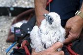 baby_falcons_berkeley_94304.jpg