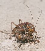 cricket_infestation_28824.jpg