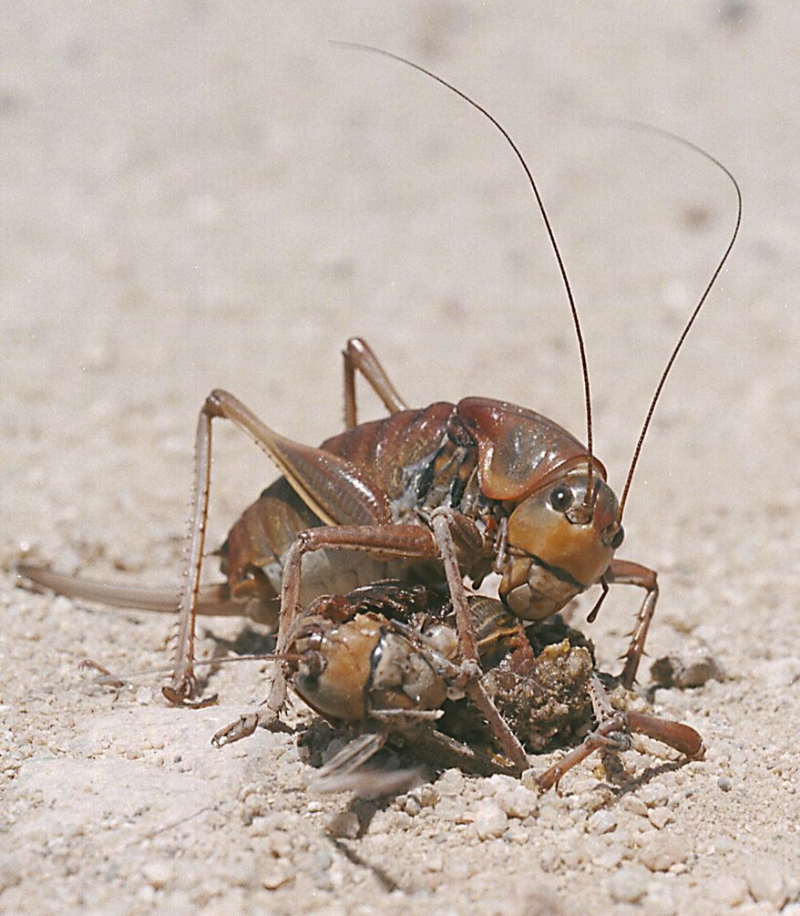 FILE - In this June 12, 2003, file photo, a Mormon cricket feasts on a dead cricket killed by a car on a rural road north of Reno, Nev. Farmers in the U.S. West face a creepy scourge every eight years or so: Swarms of ravenous insects that can decimate crops and cause slippery, bug-slick car crashes as they march across highways and roads. The 2017 swarms are affecting Idaho, Oregon, and other Western states. (AP Photo/Debra Reid, File)