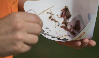 In this Thursday, July 6, 2017 photo, Angie Ambourn, an entomologist with the Department of Agriculture, inspects an insect caught in a trap in Sibley Park in Mankato, Minn. In addition to trying to find invasive insects, Ambourn said she also documents species that haven't previously been identified in Minnesota. (Jackson Forderer/The Free Press via AP)
