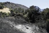 western_wildfires_25013.jpg