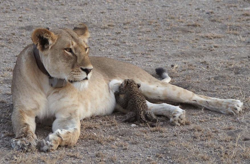 In this Tuesday, July 11, 2017 photo supplied by Joop van der Linde, a leopard cub suckles on a 5-year-old lioness in the Ngorongoro Conservation Area in Tanzania. In the incredibly rare sight, the small leopard, estimated to be a few weeks old, nurses in the photographs taken this week by a guest at a local lodge. (Joop van der Linde/Ndutu Safari Lodge via AP)